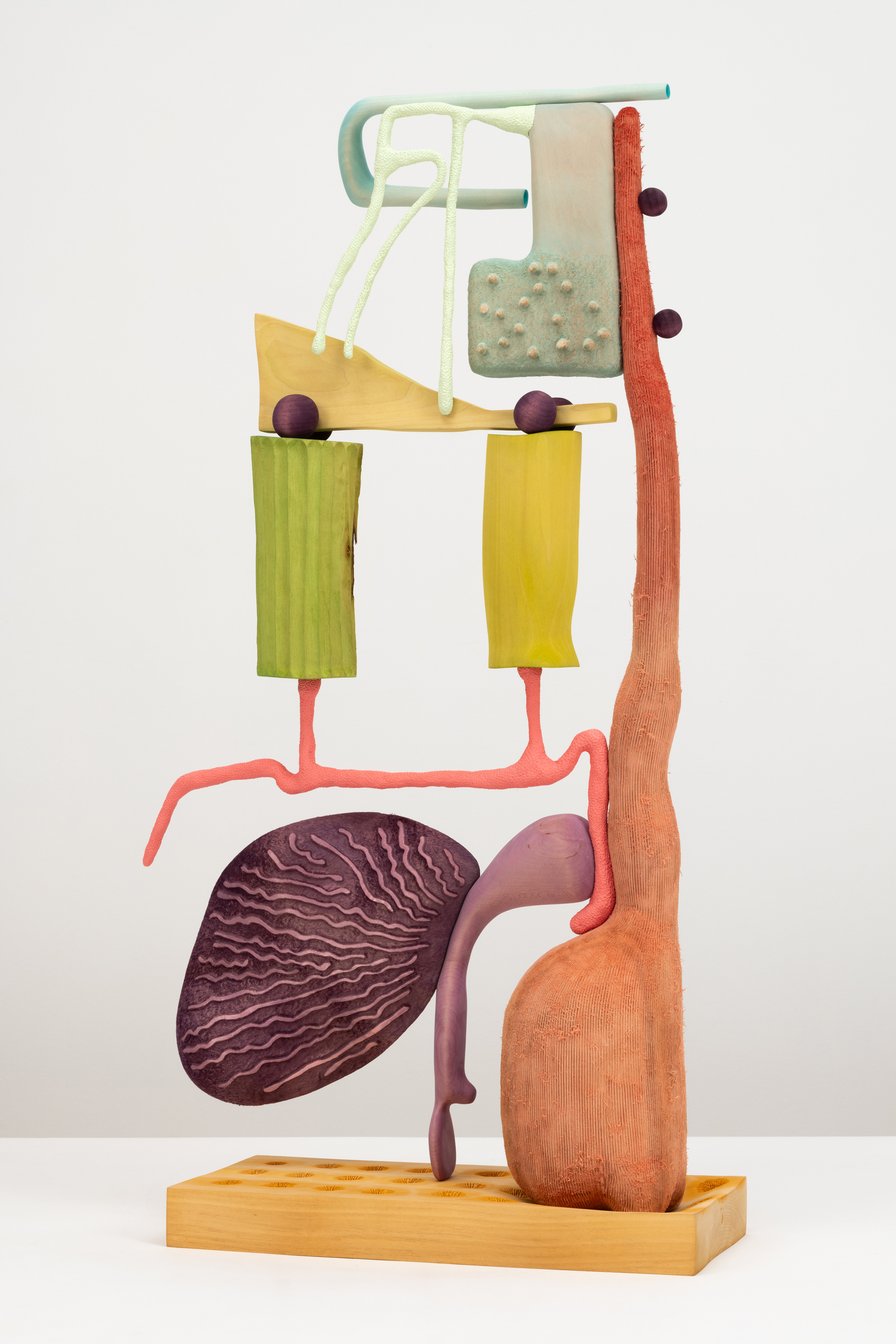 Rudimentary Anatomical Diagram